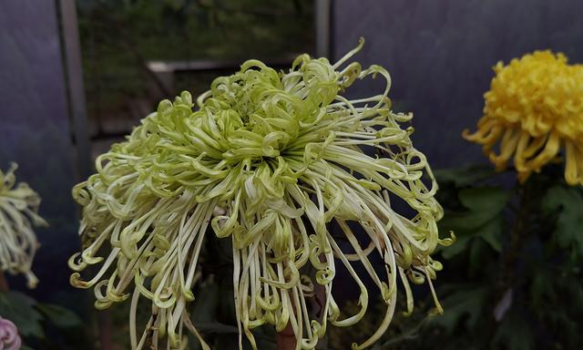 菊花花期一览（探秘菊花绚烂开放的时间和原因）