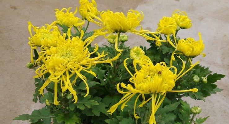 菊花开花时间剖析——一年开一次花的生长习性（探秘菊花的生长周期）