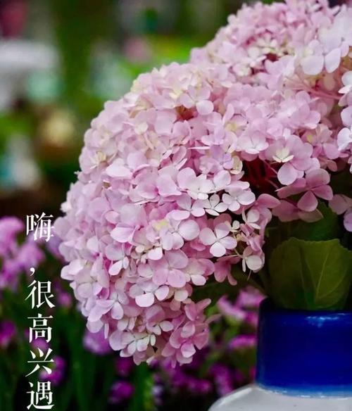 绣球花（探寻绣球花的花语与意义）