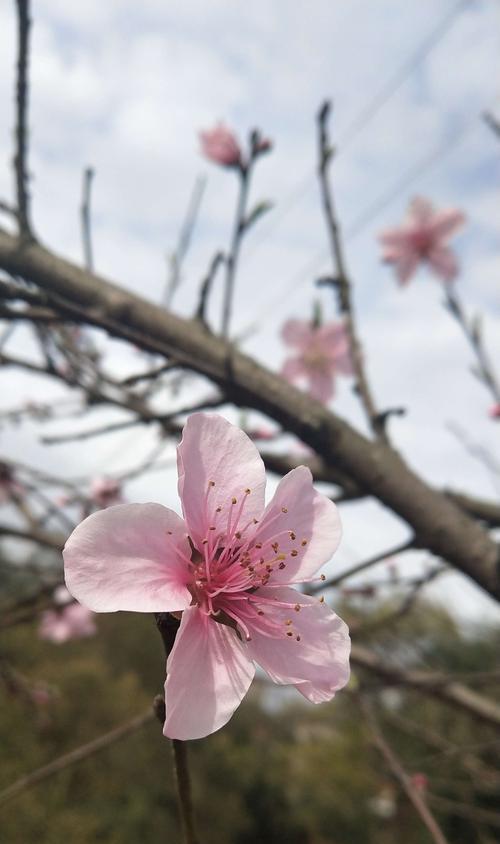 桃花之美（桃花的传世之美）