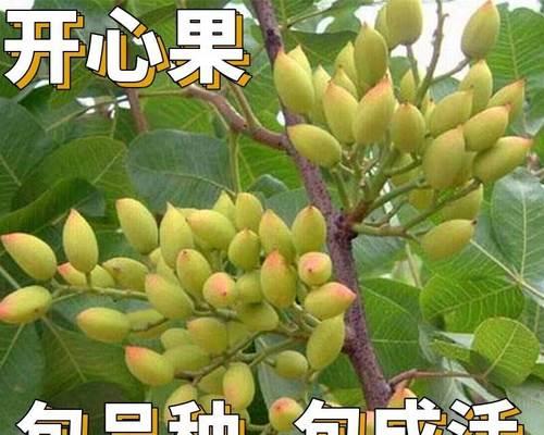 开心果的喜阳特质（探寻开心果独特的阳光基因）