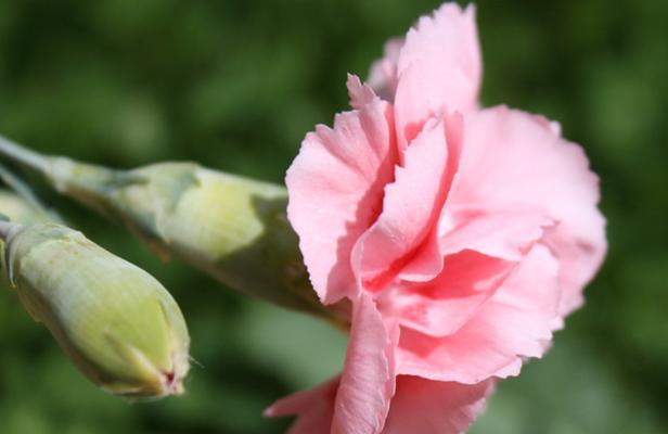 康乃馨是多年生植物（探秘康乃馨的生长周期、习性和栽培要点）