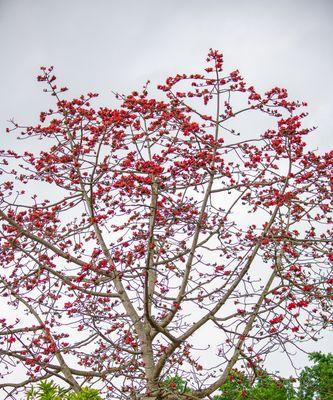 探秘棉花的花语（揭示棉花所代表的情感和寓意）