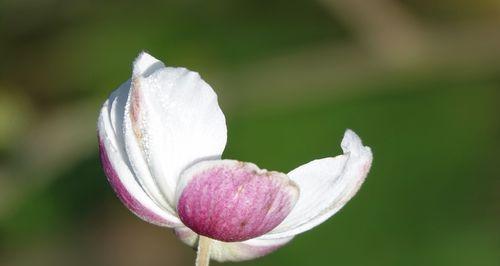 探秘棉花的花语（揭示棉花所代表的情感和寓意）