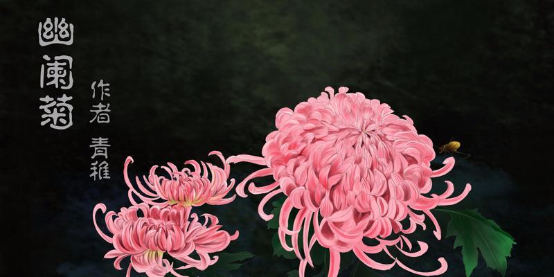 菊花的花语——坚持与爱情（用菊花解读坚持与爱情的深意）