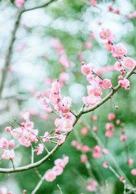 梅花的花语及其象征意义（传递生命坚韧与美丽的花朵——梅花的花语和意义）