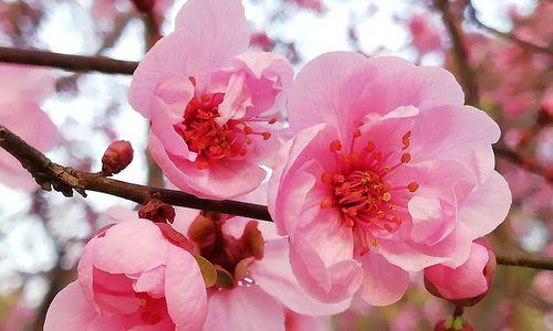 梅花的花语及其象征意义（传递生命坚韧与美丽的花朵——梅花的花语和意义）