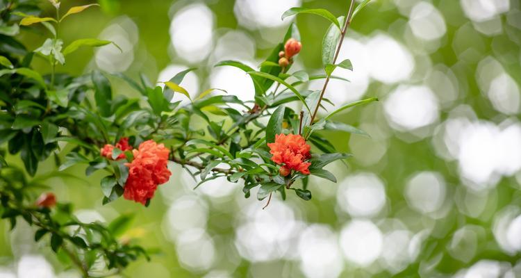 石榴花的花语——美丽与繁荣（探索石榴花的花语）