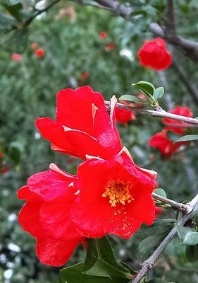 石榴花的花语——美丽与繁荣（探索石榴花的花语）