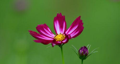 花开花落，花语传情（用波斯菊绽放爱意）