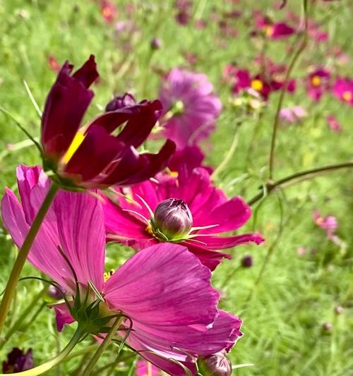 花开花落，花语传情（用波斯菊绽放爱意）