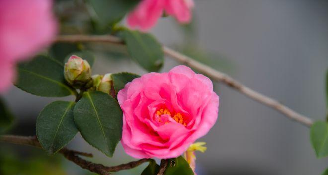 茶花的花语及代表意义（茶花的神秘花语揭秘）