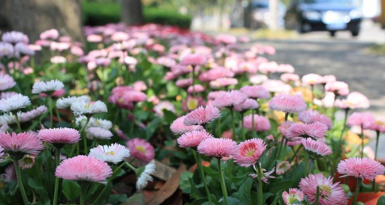 雏菊的花语及其寓意（探寻雏菊的花语世界）