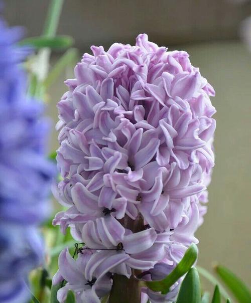 风信子的花语和寓意（花开春天）