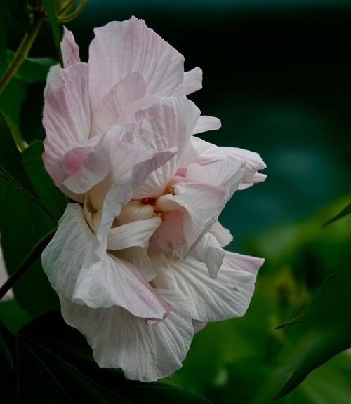 芙蓉花语（赏芙蓉花）