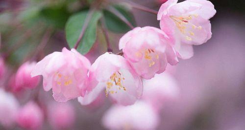 海棠花语（海棠花）