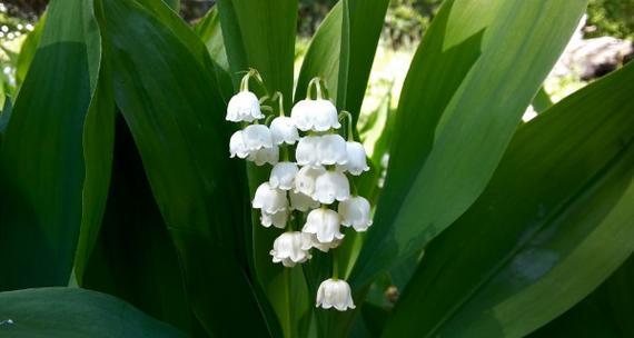 铃兰花语的意义及传承（探索花语文化中的铃兰之韵）