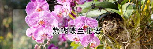 蝴蝶兰的花语和寓意（揭示蝴蝶兰的神秘花语和象征意义）