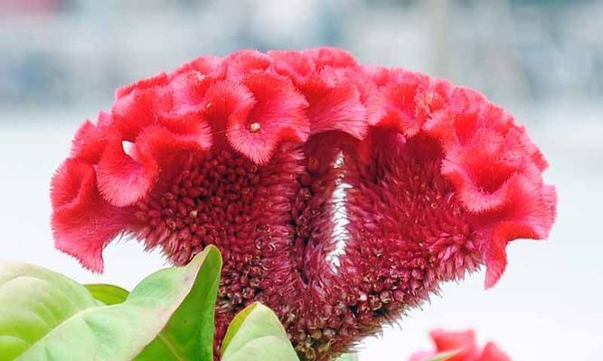 以鸡冠花的花语为主题的文章（鸡冠花的花语与寓意解读）