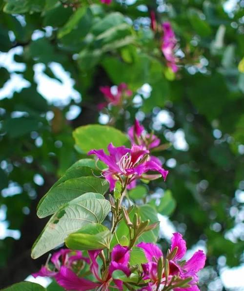 金华市花——茶花的美丽与象征（金华市花茶花的特点及象征意义）