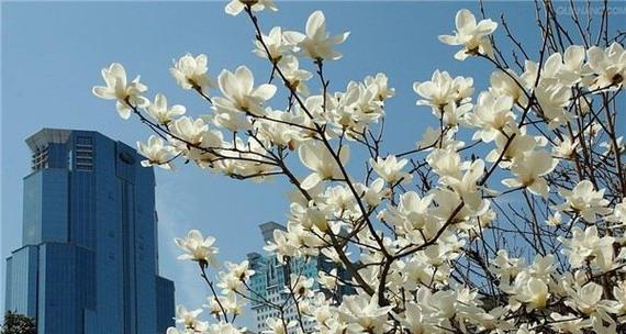 晋江市花白兰花的象征意义（探寻白兰花的文化内涵与地方特色）