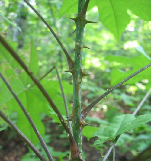 菊科植物的特征及代表物种（揭秘菊科植物的奇妙之处）