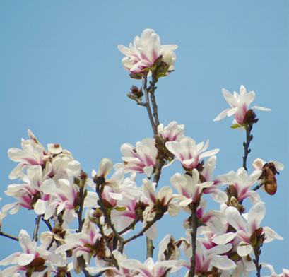 开封市花——牡丹花的美丽与象征（解读牡丹花的花语与文化底蕴）