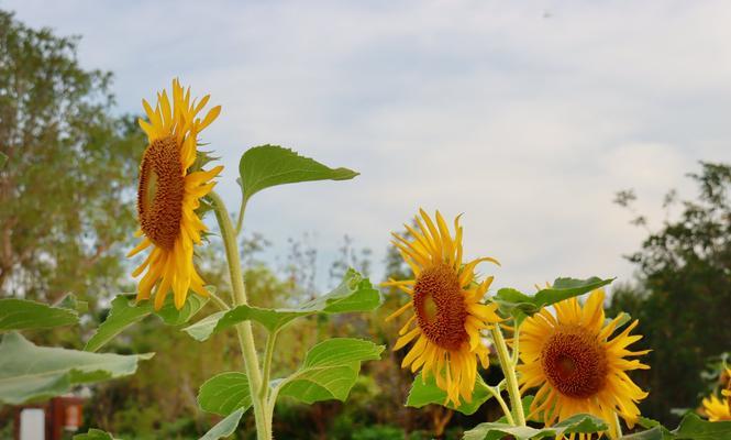 葵花的寓意与象征意义（揭示葵花的文化内涵与象征意义）