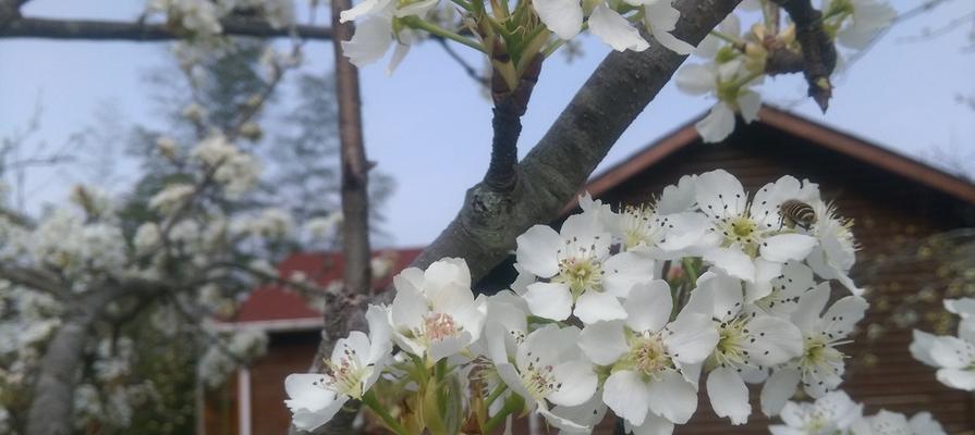 梨花之美（探索梨花的象征意义及其在人物形象塑造中的运用）