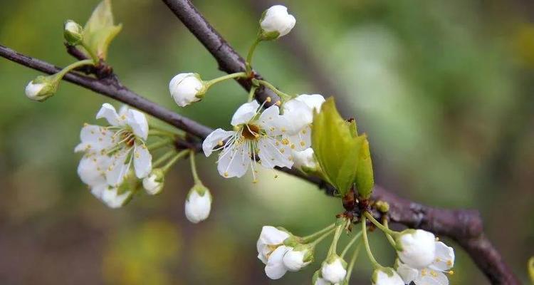 梨花花语与意义（梨花花语的传承与解读）