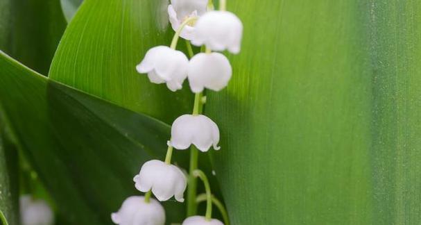 铃兰花语与代表意义——爱情的守护者（以铃兰花为媒）