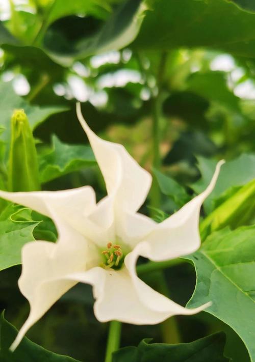 曼陀罗花（揭开曼陀罗花的神秘面纱）