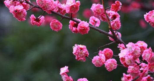 梅花花语及代表意义（用梅花花语传达内心情感）