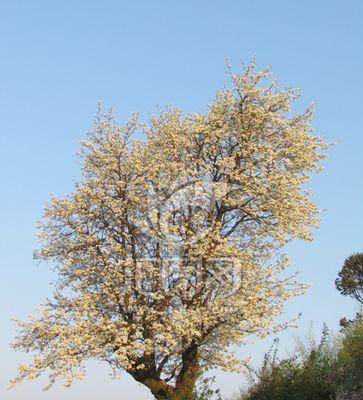 梨树开花规律解析（一年开几次花）