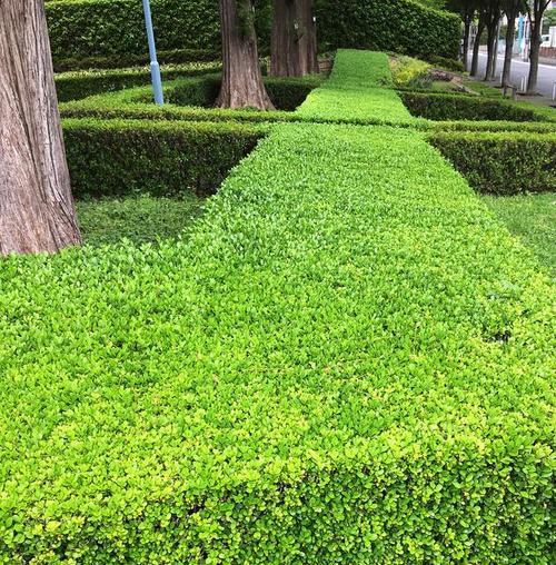 探索篱笆植物的多样性（从叶色到花型）