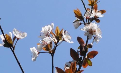 李树花的奇妙颜色（探秘李树花的鲜艳色彩）