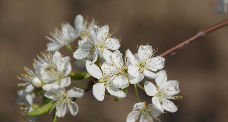 探究李子开花结果的时间和规律（从花芽生长到果实成熟）