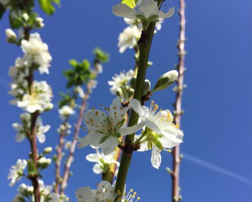 探秘李子树花的多彩世界（了解李子树花的花色）