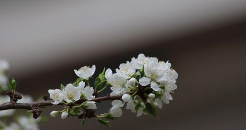 李子树是否能进行自花授粉（探究李子树的繁殖方式和传粉途径）