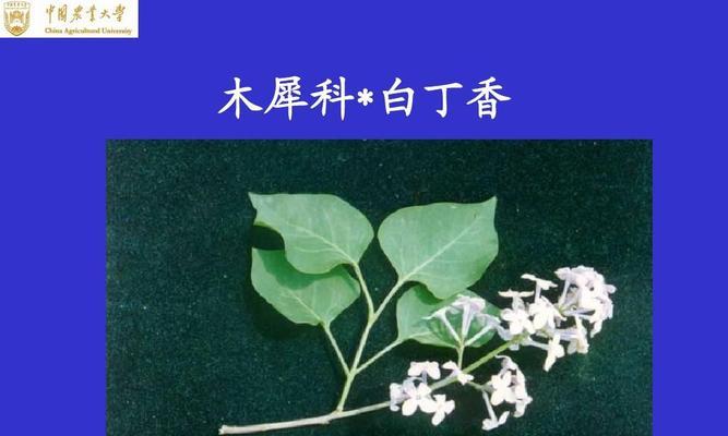 里白是被子植物，了解其特点和分类