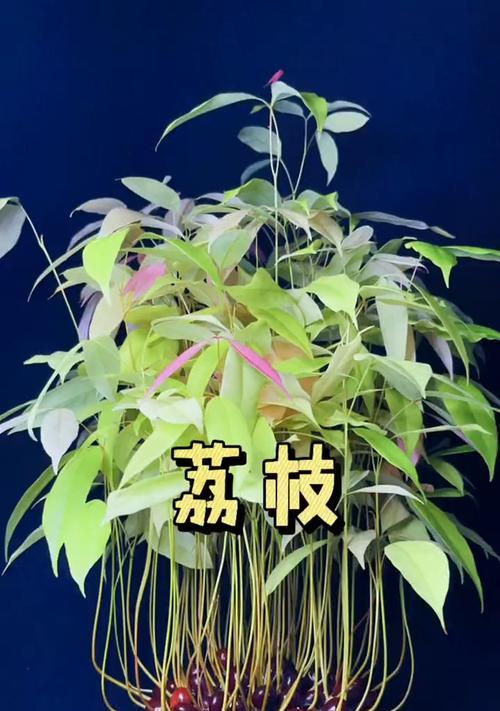 荔枝核可种植吗（探究荔枝核种植的方法及注意事项）