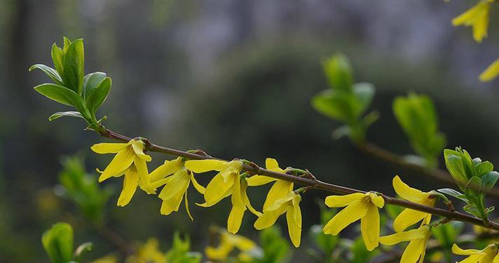 探秘连翘花的颜色（从历史到生长环境）