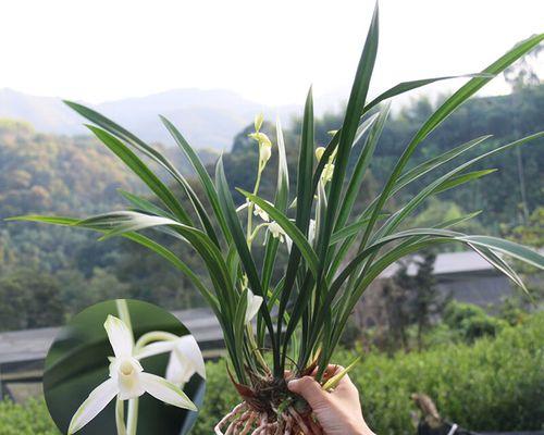 选择连体花盆，打造美丽花园（探究哪些花适合在连体花盆中生长）