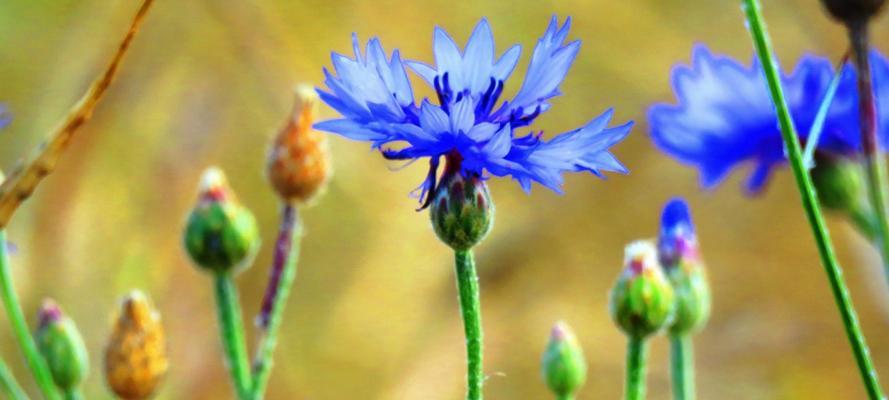 矢车菊花语和寓意（矢车菊的花语及其神奇力量）