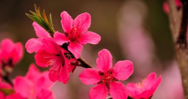 桃花的花语与意义（桃花是如何代表爱情、美丽和希望的）