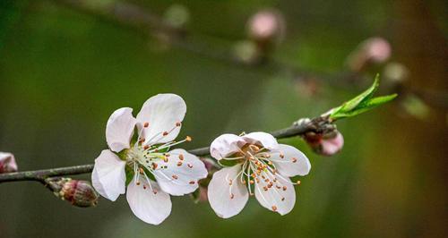 桃花的象征意义与寓意（桃花在文化与传统中的重要地位）