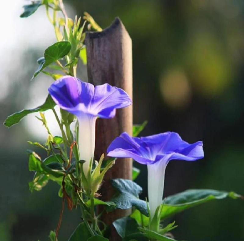 花语想见你——以何种花的花语为主题的文章（探究花语中的相思之意）