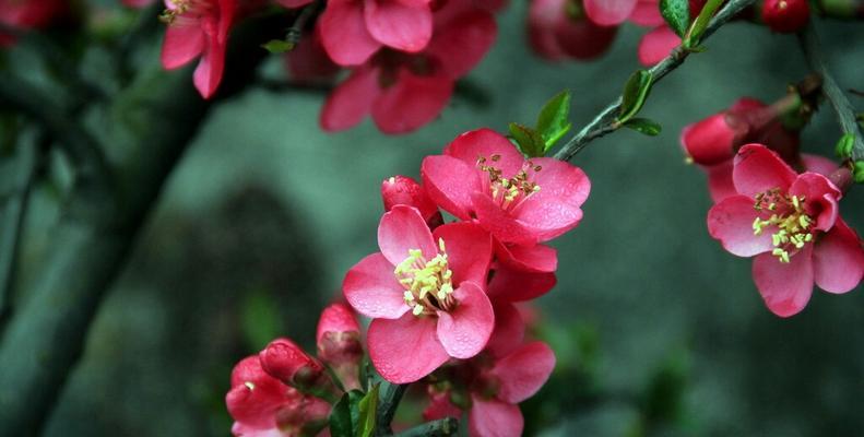 挚爱之花语——玫瑰花（探究玫瑰花的花语及其寓意）