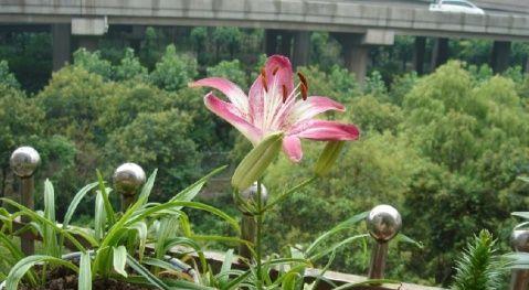 食用百合开花，好处多多（了解百合开花的正确食用方式）