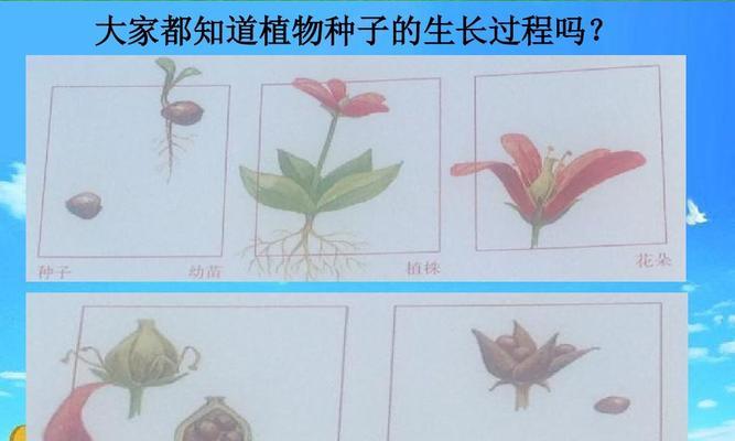 如何种植矢车菊种子（矢车菊种子种植方法详解）